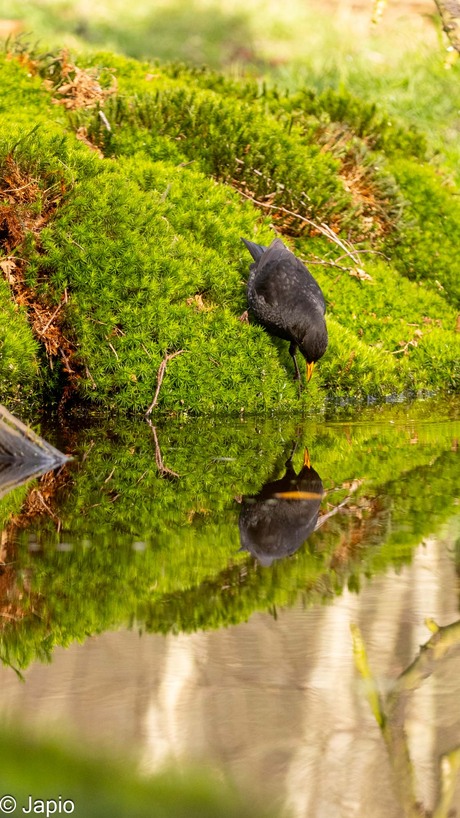 Merel met spiegelbeeld.