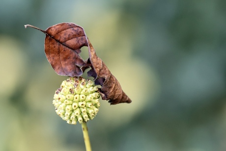 Balancerend blad. 