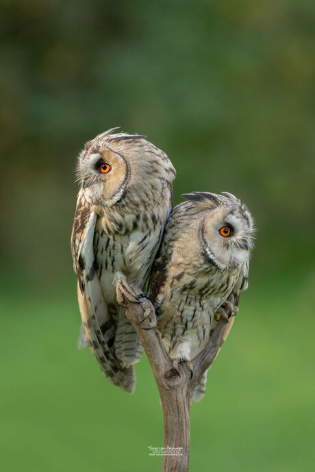 Jonge Ransuilen