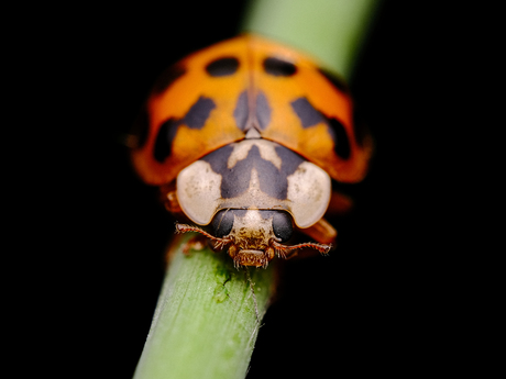 Ladybird