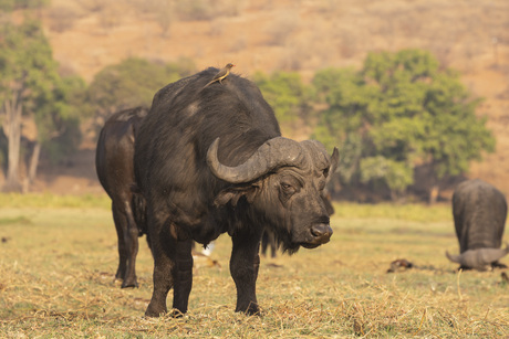 Buffel met gast 