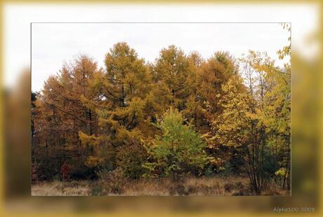 Strabechtse Heide