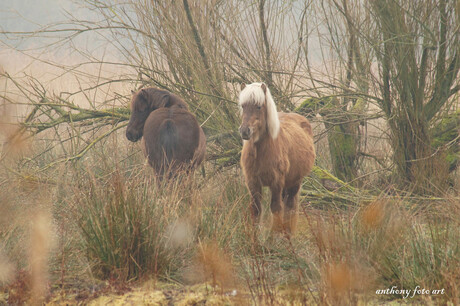 natuur [lijk]