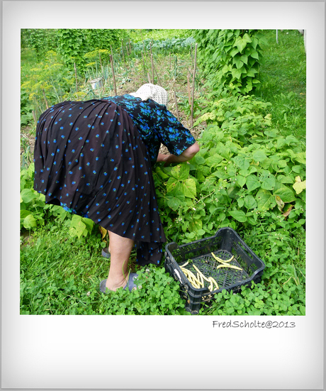 ROMANIA rondwandeling 7