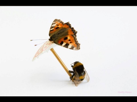 Bij en vlinder (3)