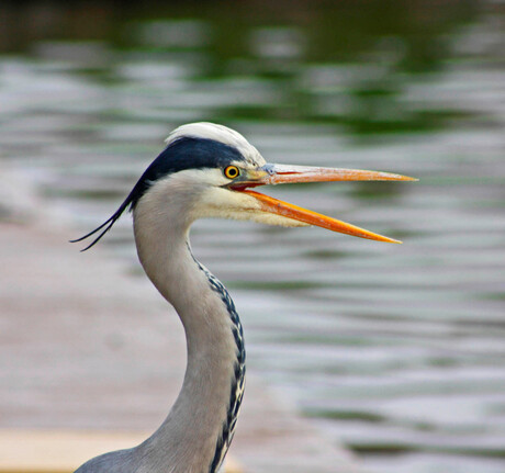 Deze reiger was niet schuw!