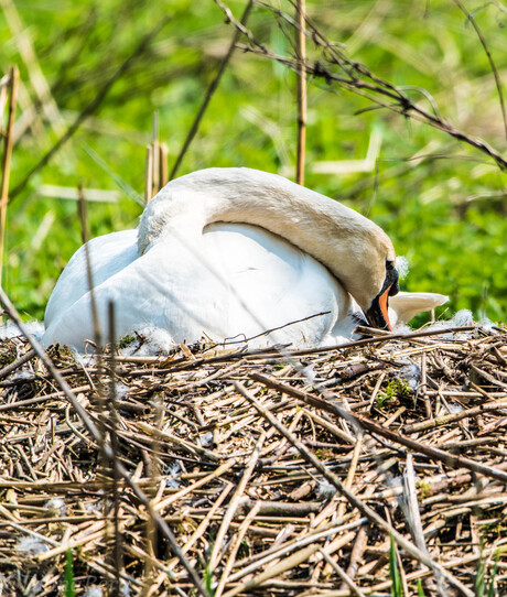 Dianaberg rotterdam-schoonhoven 22-04-2018-48