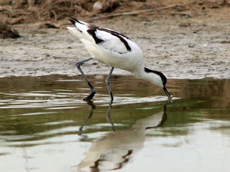 Kluut in het water