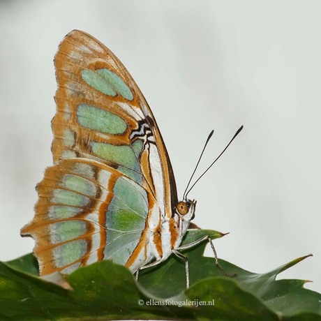 Papilio Demodeus