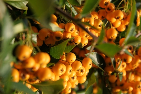 Oranje Vuurdoorn