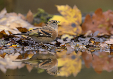 Keep tussen de herfstbladeren