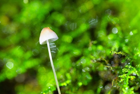 Mini mushroom & moss