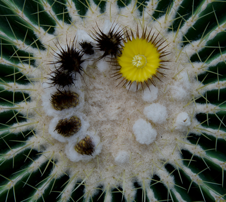 Close up bloem van een cactus