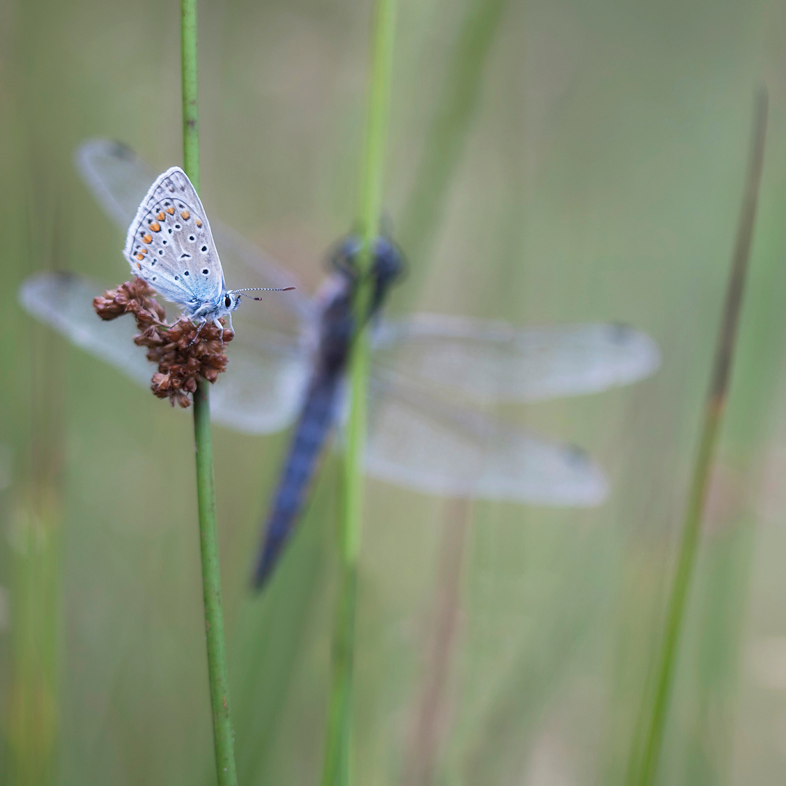 Hide and Seek - Eergisteren de bandheidelibellen gefotografeerd maar kon dit tafereeltje niet laten liggen. Alles wat je als macrofotograaf niet wil was er wind, sob - foto door daan-de-vos op 01-08-2016 - deze foto bevat: donker, macro, blauw, natuur, blauwtje, icarusblauwtje, morgen, libel, insect, vierkant, gewone oeverlibel