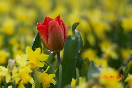 tulip in Red