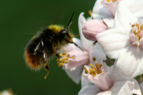 Lekker maaltje voor de hommel