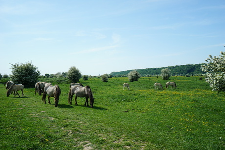 Konik paarden in de Blaauwe Kamer