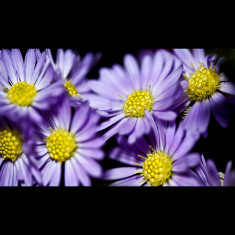 Rainy days filled with flowers