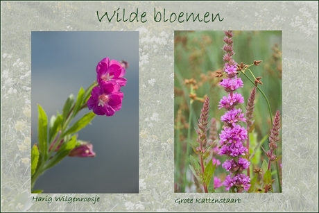 Wilde bloemen 17