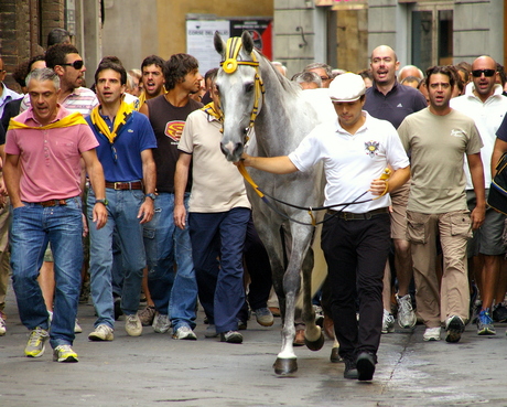 Siena: Aquila back from the Prova (Palio)