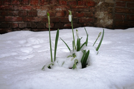 Sneeuwklokjes in de sneeuw!