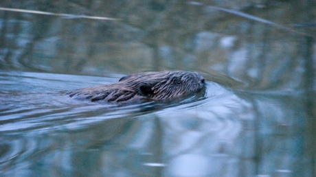 Bever in de Bieschbos van Brabant