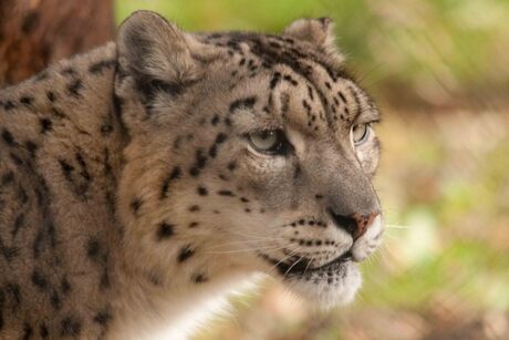 Snow Leopard / Sneeuw Luipaard