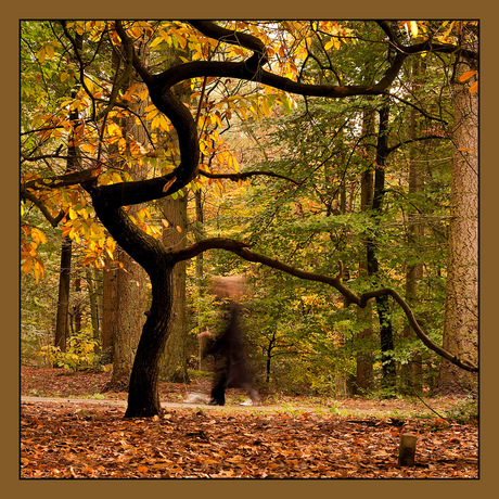 Geesten in het bos