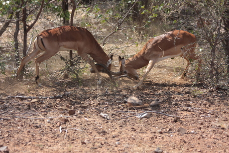 Impala's vechtend