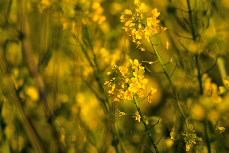 Rapeseed