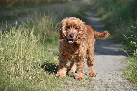 Engelse cocker spaniel