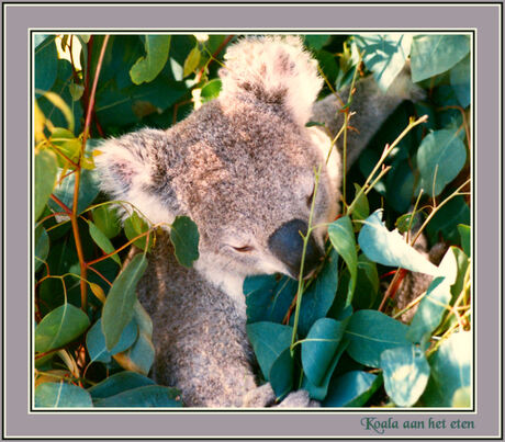Koala aan het eten