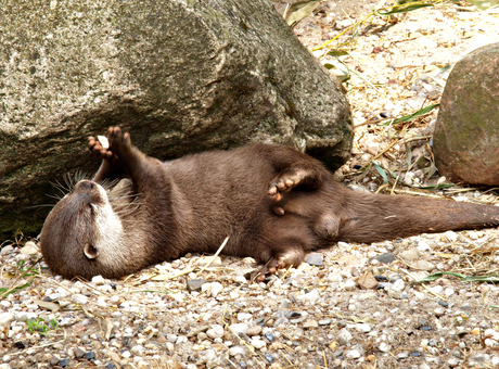 Otter