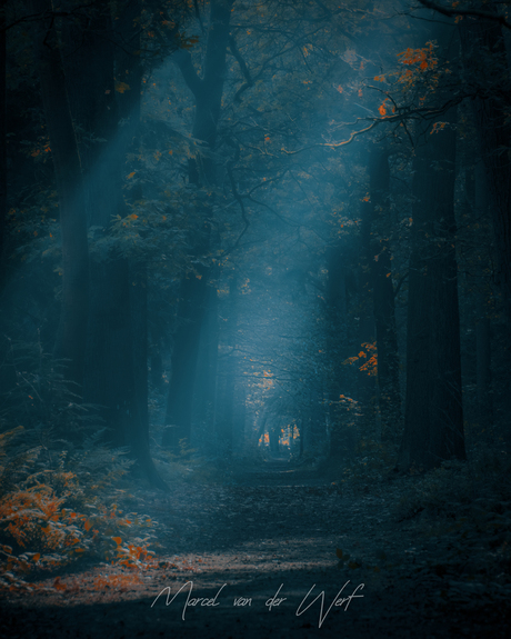 Dark Dutch Woods