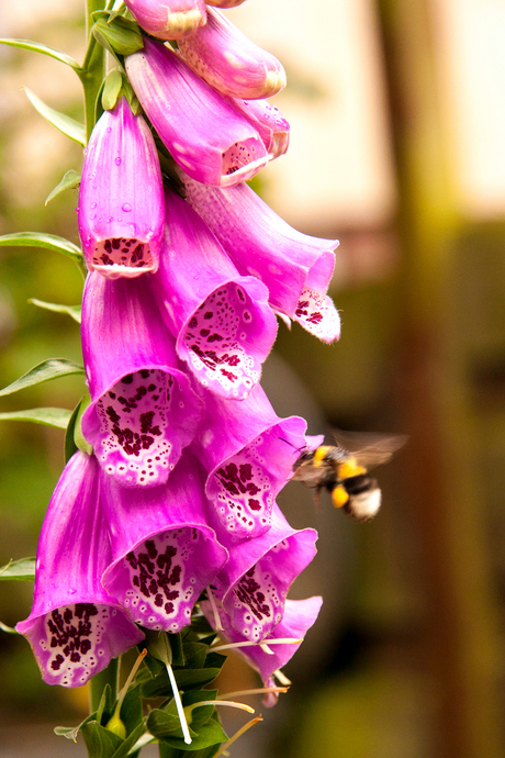 Beeing a flower