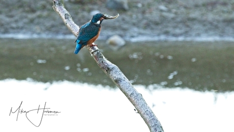 ijsvogel