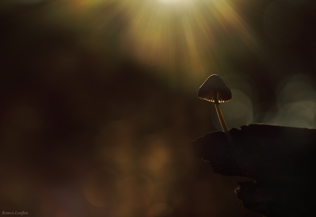 sunrays - iedereen bedankt voor alle reacties en waarderingen op mijn vorige upload,gemaakt met tegenlicht en helios lens. - foto door loeffen_zoom op 08-10-2018