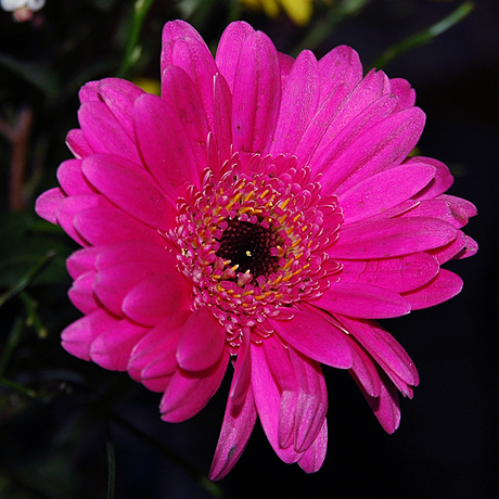 Kleurige Gerbera