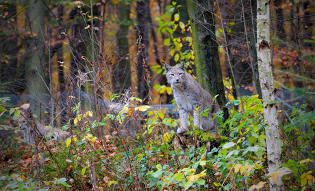 Sauerland-Lynx-1.jpg