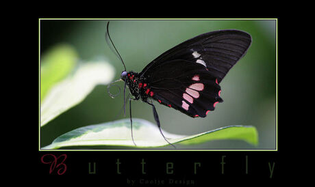 Another Butterfly