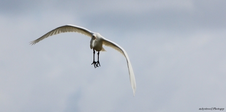 zilverreiger