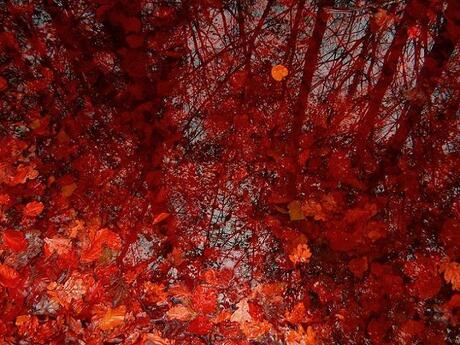 The mirror of autumn