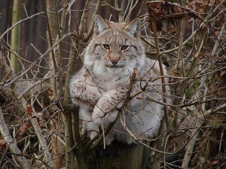 De kat uit de boom kijken...