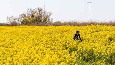 Koolzaad en fietser