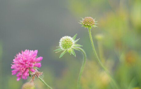 groene bolletjes