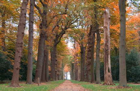 Herfst in bos van Krans Warmond