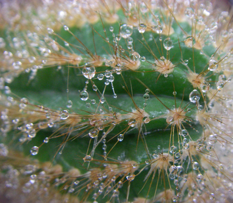 Cactus Dauw 1