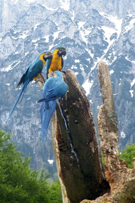 papegaaien in Oostenrijk