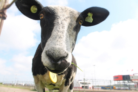 Schaap gestoord