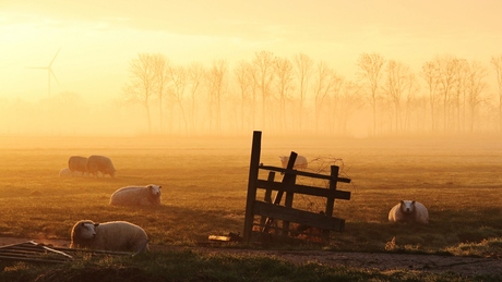 schapen